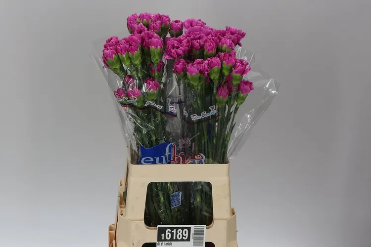 Di St Farida 70 cm
