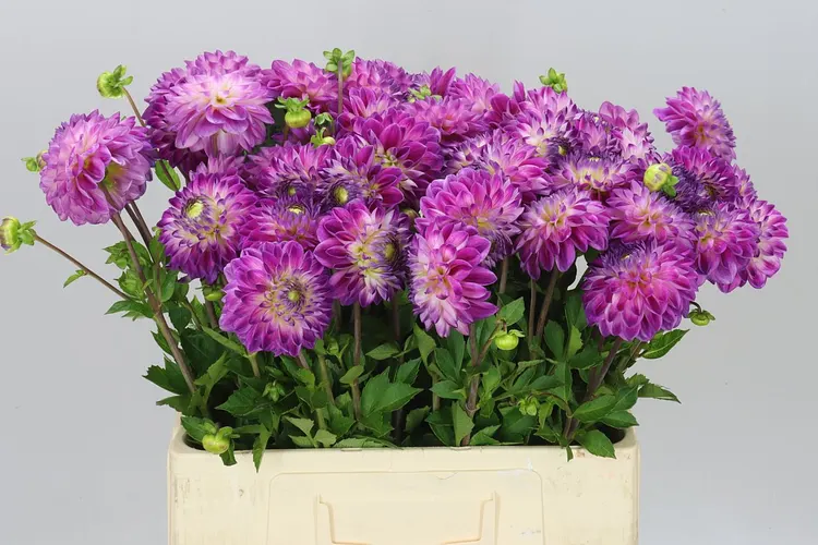 Dahlia Ceras Corsage 55 cm