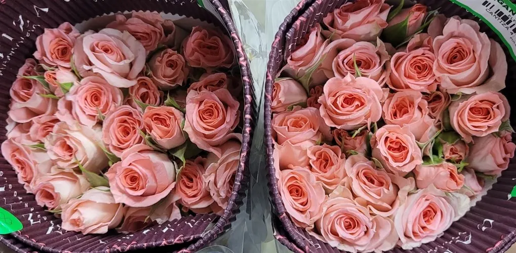 Rosa Tr Ec Elegant Rosever 40 cm