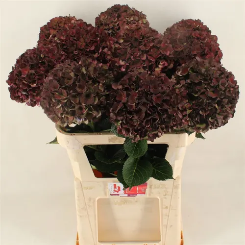 Hortenzia Ruby Choco Classic 80 cm