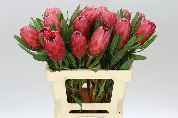 Protea Red Ice 60 cm