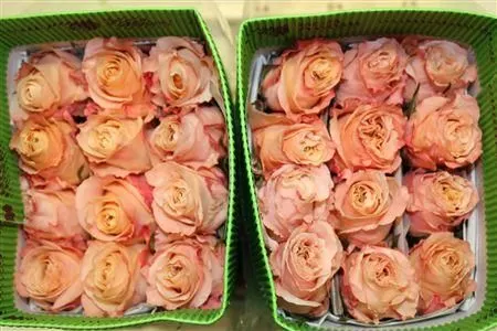 Rosa Gr Ec Shimmer 70 cm