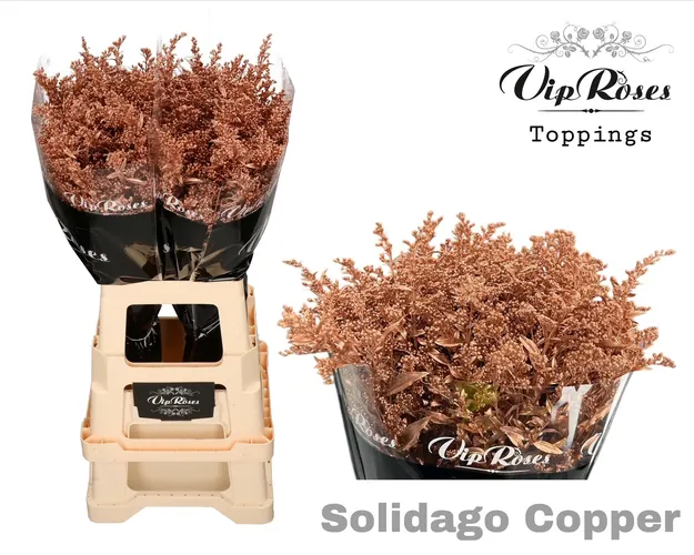 Solidago Copper 70 cm