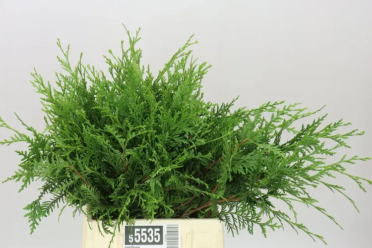 Coniferen 45 cm