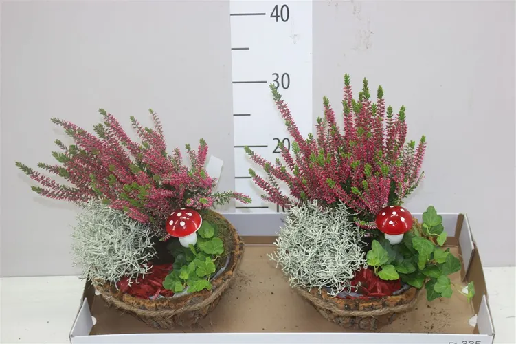 Arr Tuinplanten In Schorspot Met Touwrand črepník 20 cm