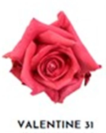 Ruža farbená Valentine 31, Ekvádor 50 cm