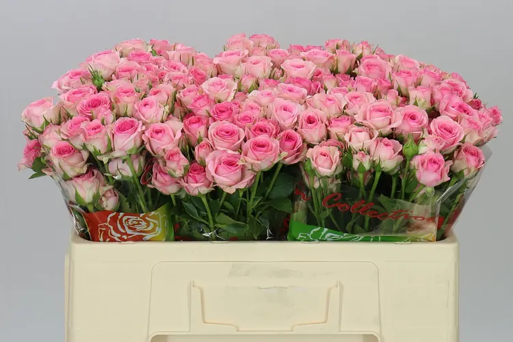Rosa Tr Tralala 50 cm