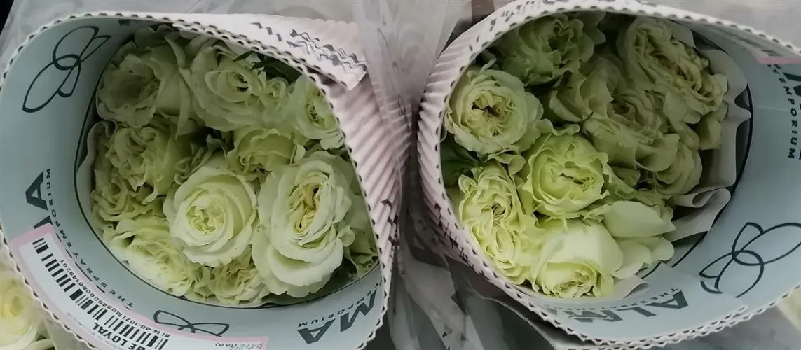 Ruža trsová Be Loyal, Ekvádor 40 cm