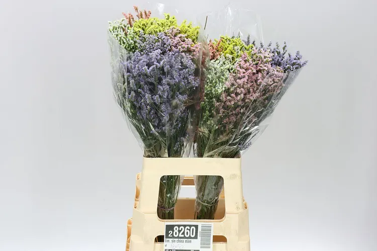Lim. Sin China Mixed 70 cm