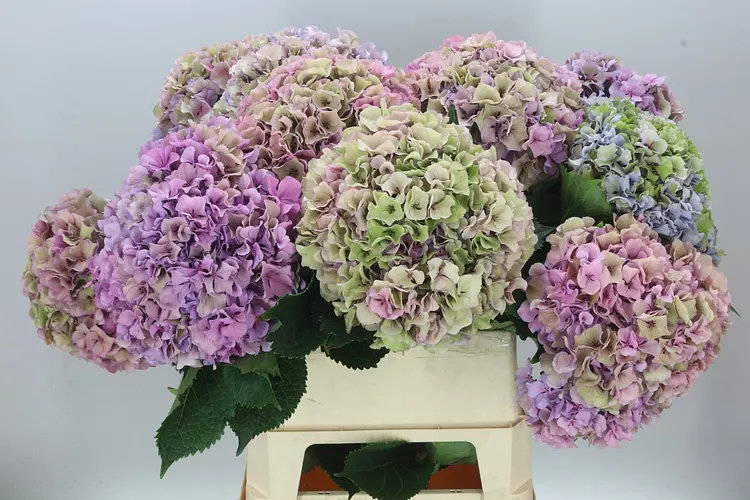 Hyd Parade Pink Classic 90 cm