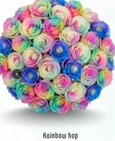 Ruža farbená Rainbow Hop, Ekvádor 50 cm