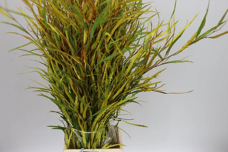 Grevilea Yellow 80 cm