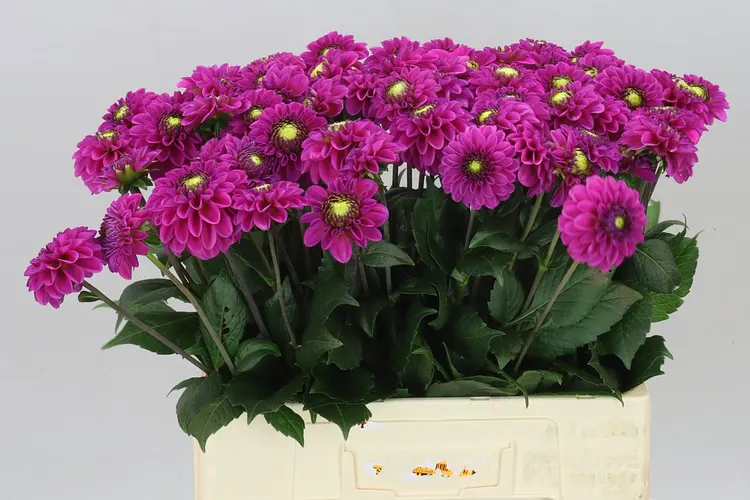 Georgína Purple Fox 60 cm