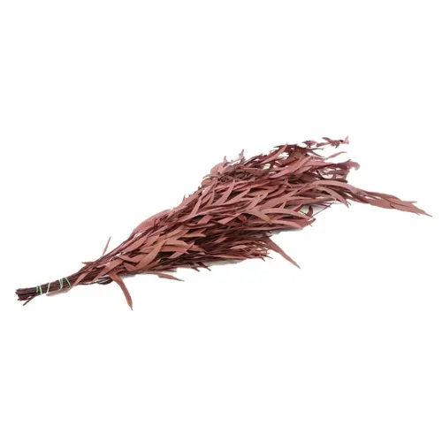 Stabilizovaný eukalyptus nicoli 65 cm, červený, 150 g