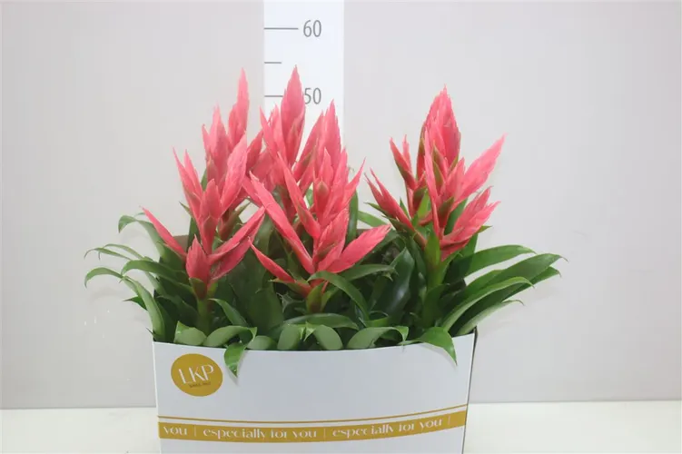 Tillandsia Ziva črepník 12 cm