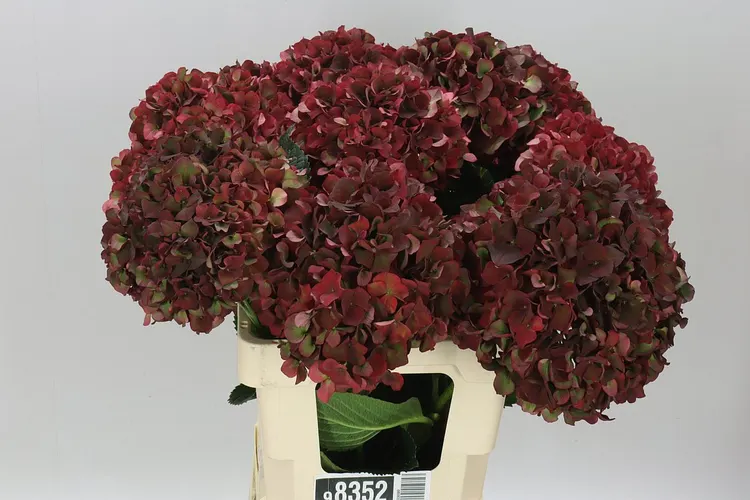Hortenzia Rubyred Classic 60 cm