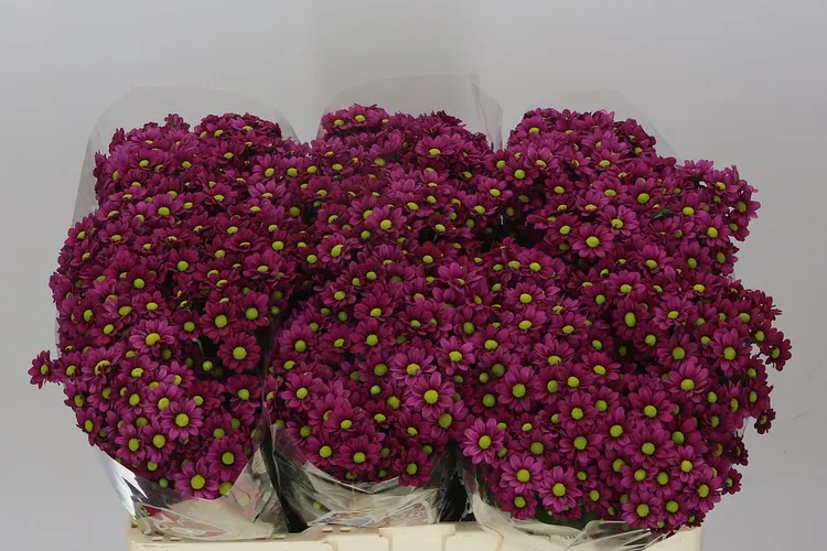 Sant Madiba Jombe Purple 55 cm