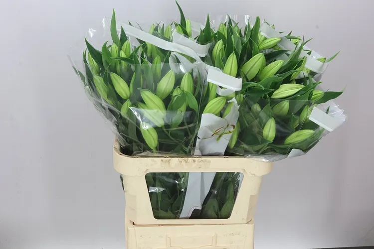 Ľalia orientálna Petacas 90 cm