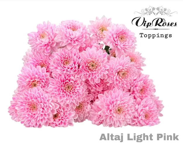 Chr T Altaj Light Pink 70 cm