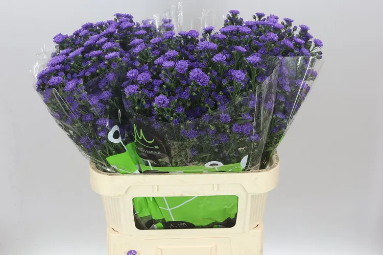 Aster Astee Dark Milka 80 cm