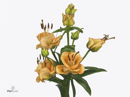 Ľalia LA Apricot Fudge 80 cm