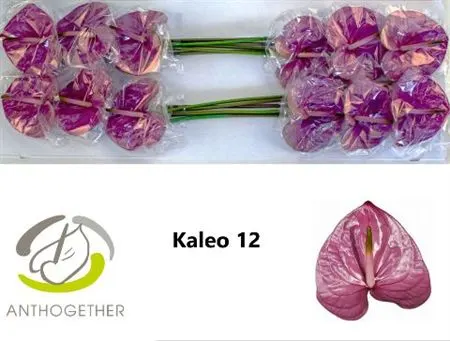 Anth Kaleo