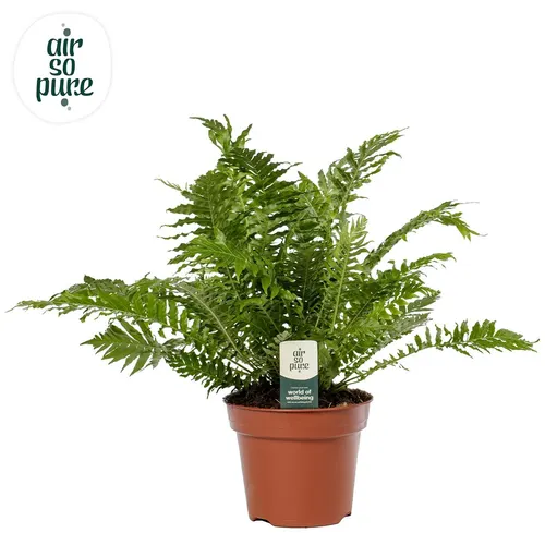 Blechnum Silver Lady - Air So Pure črepník 17 cm