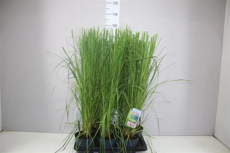 Cortaderia Selloana 'white Feather' črepník 17 cm