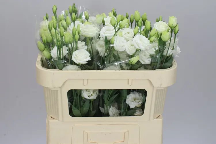 Eust Du Celeb Kristel 72 cm