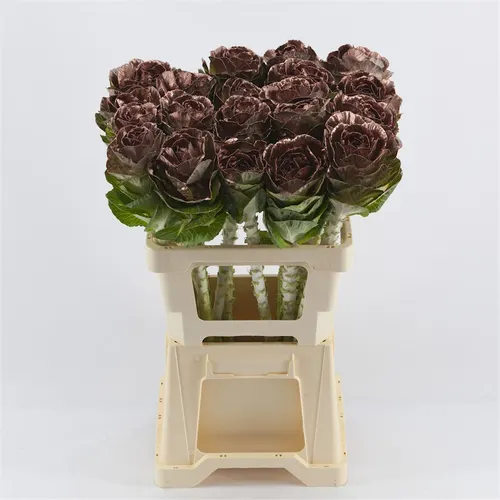 Brassica Painted Bronze Glitter 60 cm