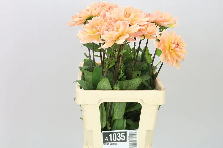 Dahlia Yvonne 50 cm