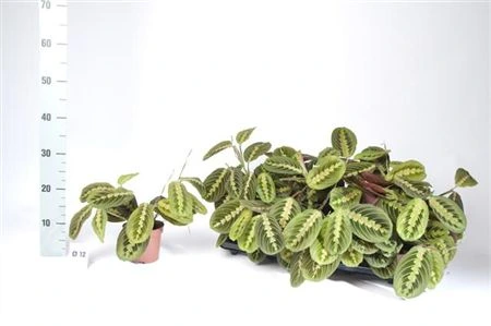 Maranta Fascinator črepník 12 cm