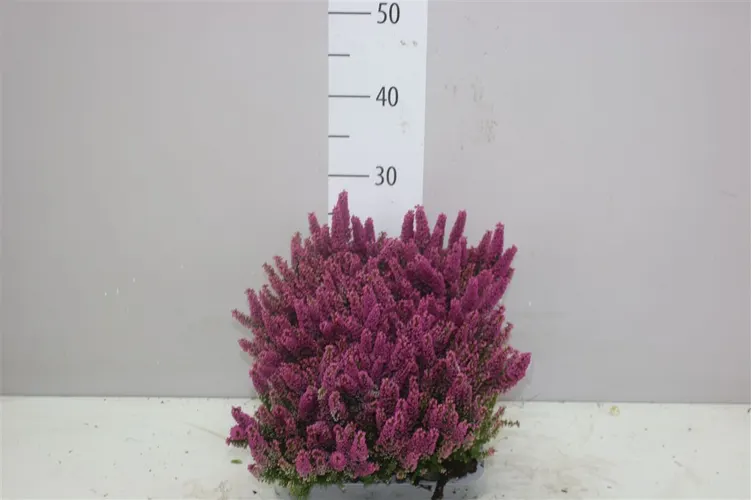 Vresovec Zo Beauty Queen Mini ružový črepník 7 cm
