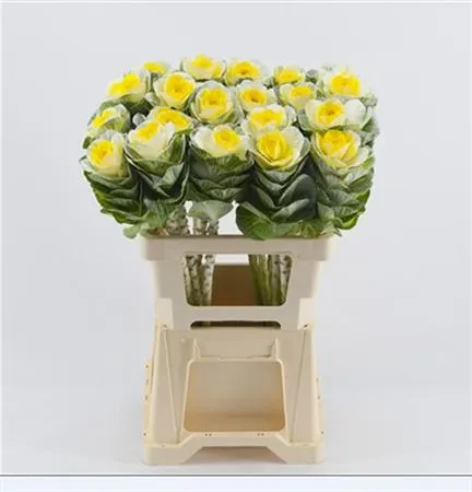 Brassica Painted White Yellow Glitter 60 cm