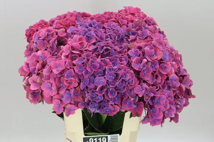 Hyd Rodeo Special 60 cm