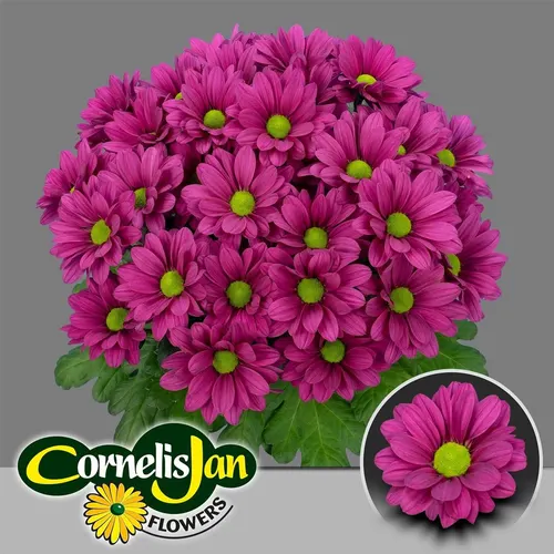 Chr T Randall 70 cm