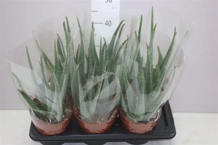 Aloe Vera črepník 17 cm
