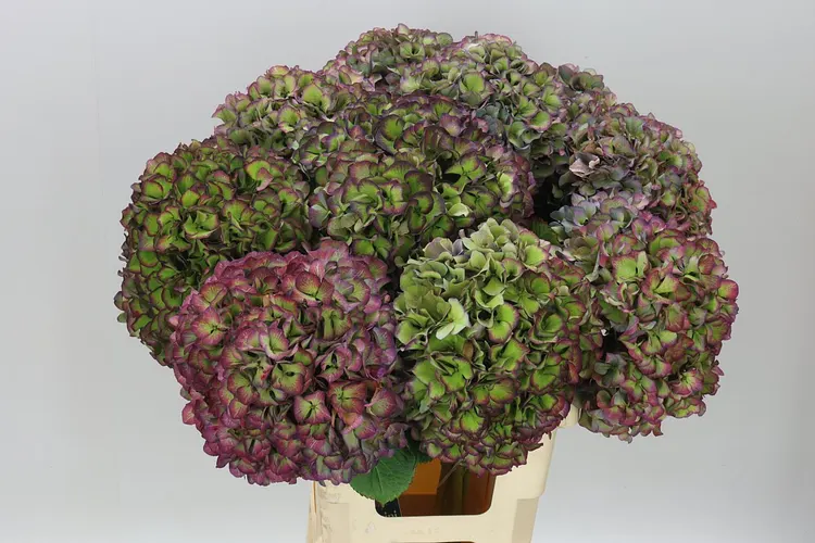 Hortenzia Glow Alps Purple Classic 65 cm