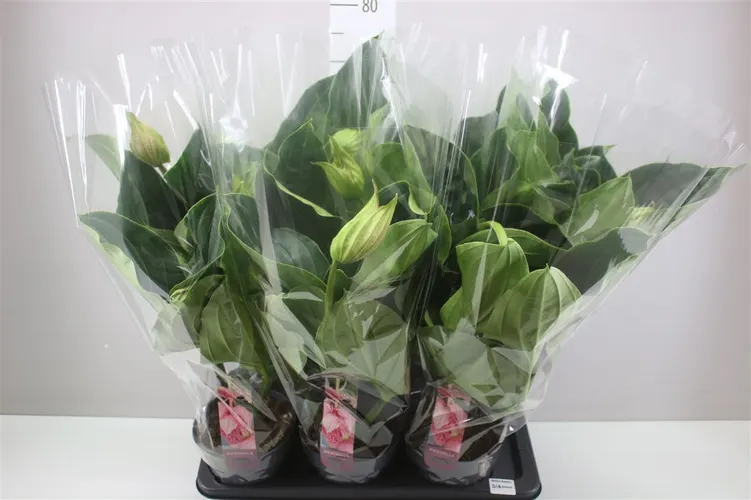Medinilla Magnifica 3+ črepník 17 cm