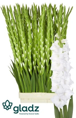 Gladiola Puravida 120 cm