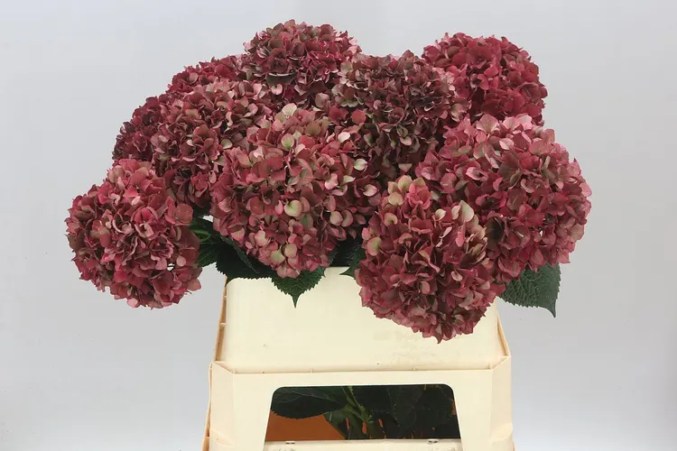 Hyd Ruby Pink Classic 80 cm