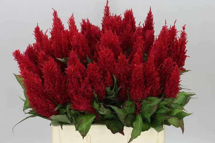 Celosia P Century Red 65 cm
