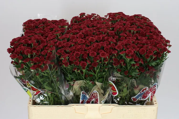 Chryzantéma santini Mad Red Tyolo 55 cm