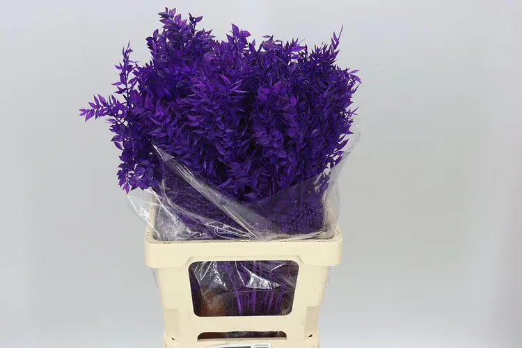 Dried Ruscus Purple 70 cm