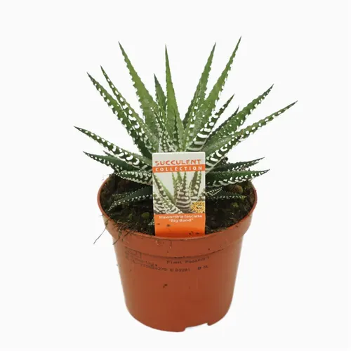 Haworthia Big Band črepník 8,5 cm