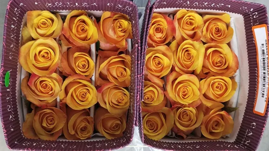 Rosa Gr Ec Orange Sunbeam 70 cm