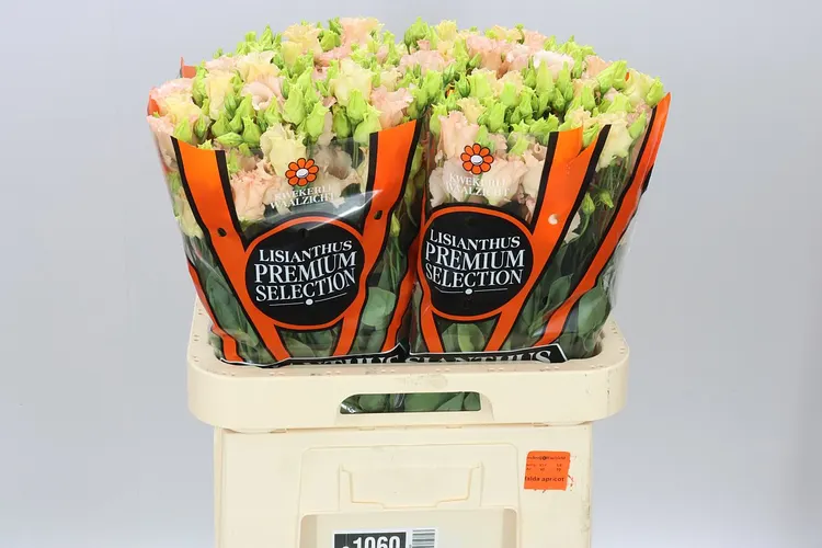 Eust E Falda Apricot Ex 70 cm
