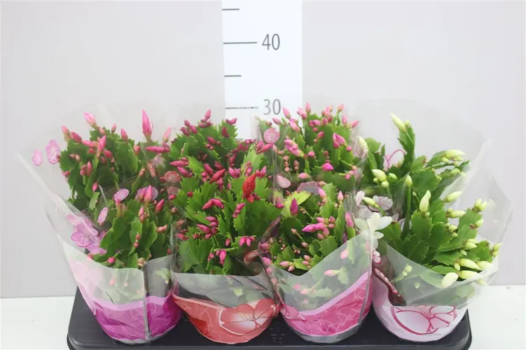 Schlumbergera mix črepník 13 cm