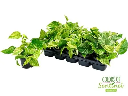 Epipremnum Marble Queen črepník 12 cm
