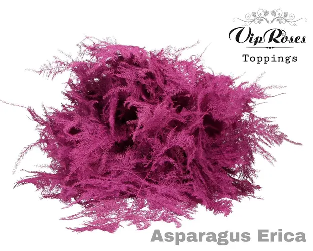 Asp Ov 1e Veren Erica 45 cm